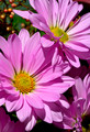 Lavender Daisies
