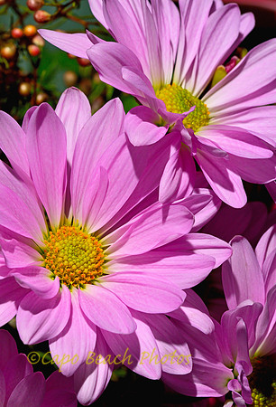 Lavender Daisies