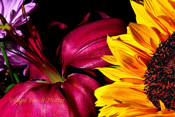 Sunflower & Lily