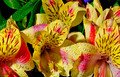 Peruvian Lilies