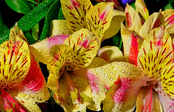 Peruvian Lilies