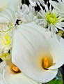 Lilies In Waiting