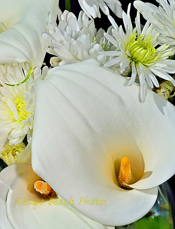 Lilies In Waiting