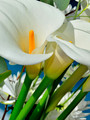 Lily Pair