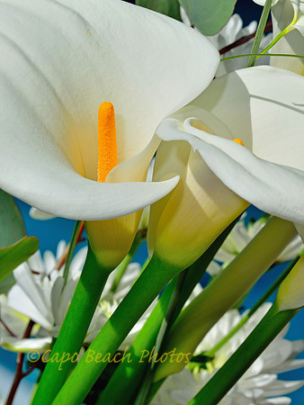 Lily Pair
