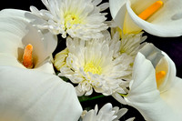 Lilies of The Field