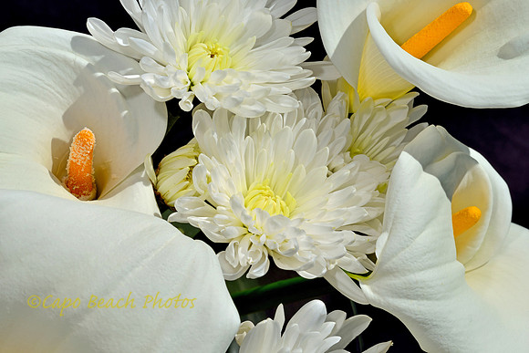 Lilies