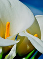 Lilies In Good Standing