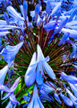 AfricanLily
