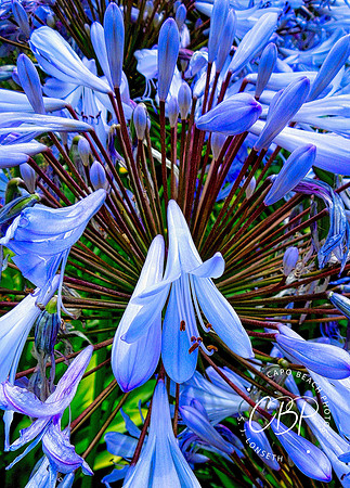 AfricanLily