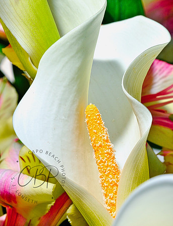 Lily On Display