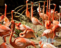 Flamingos-A-Plenty_San Diego