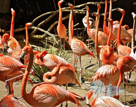 Flamingos-A-Plenty_San Diego