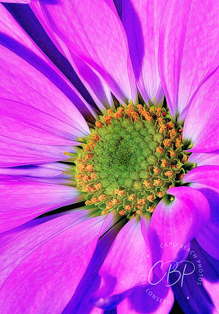Daisy World