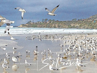 Salt Creek Beach Gallery_Watercolor