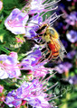 Bees Works_Flora Macro