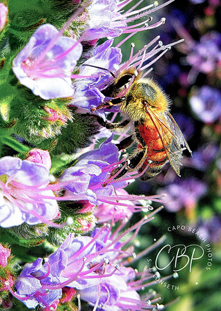 Bees Works_Flora Macro
