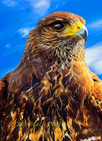 Falcon Eye