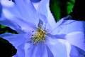 Flower Petal Lilac