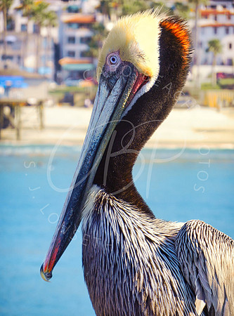 Penelope Pelican_San Clemente