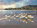 Royal Terns Stroll _StrandBeach