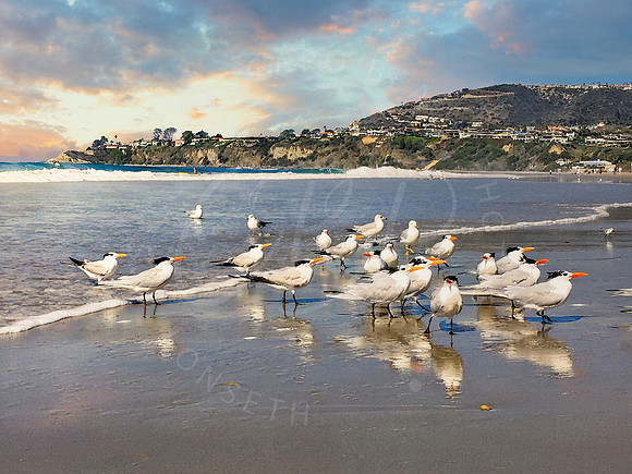 Royal Terns Stroll _StrandBeach