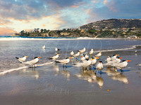 Royal Terns Stroll _StrandBeach