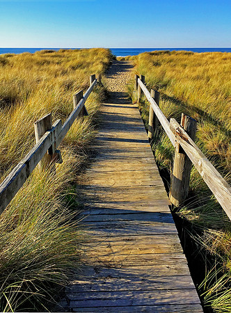 Boardwalk Grass