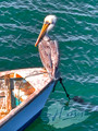 Pelican Phyllis_Avila Beach