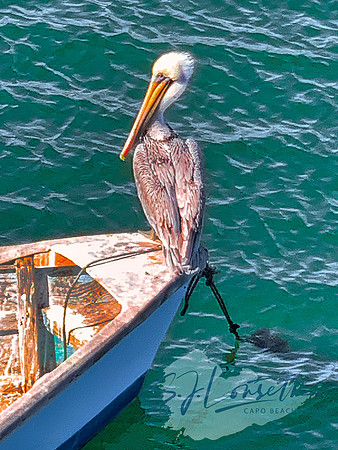 Pelican Phyllis_Avila Beach