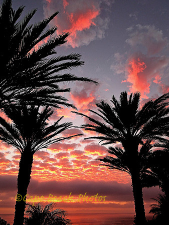 Palm Tree Pink Sunset
