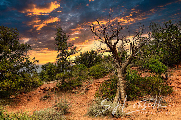 Old Maid Tree_Sedona Hillside