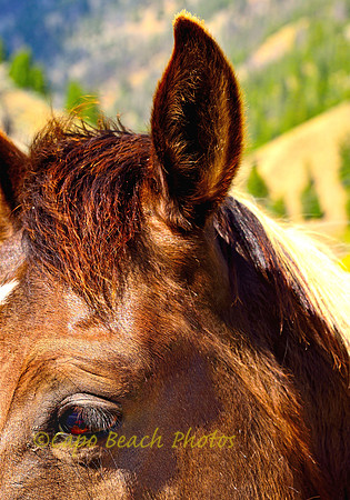 Custers Horse