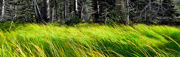 Grass Forest