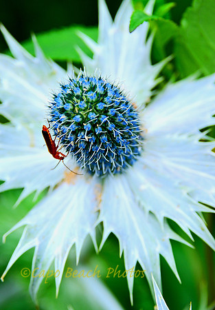 Sea Holly Thistle