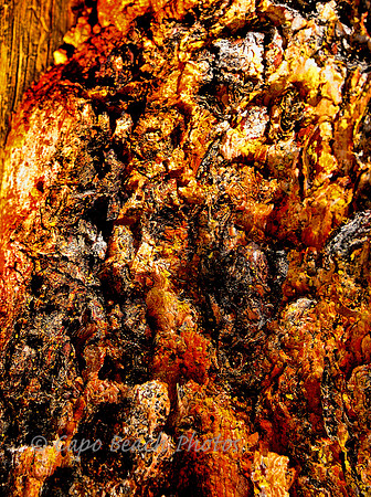 Stanley Tree Bark