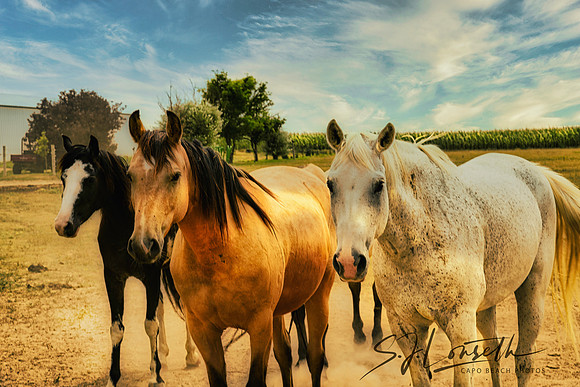 My Three Pals_Kansas