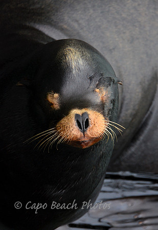 Newport Bay Seal
