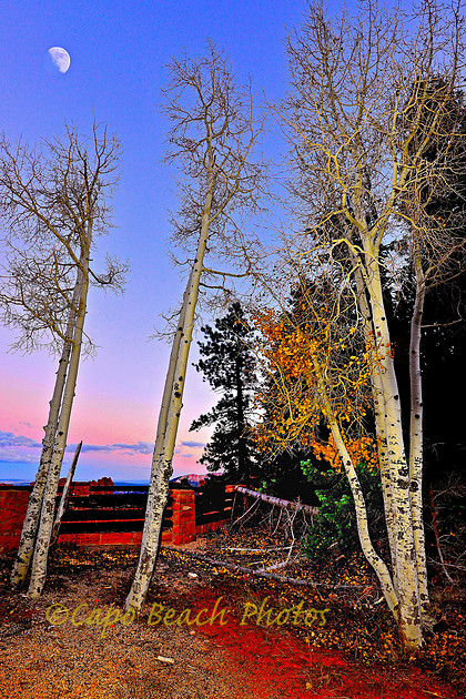 Bryce Aspen Grove