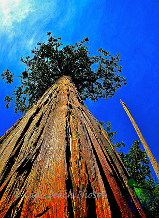 Old Growth Cedar