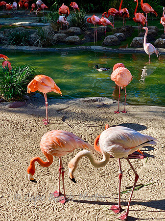 Flamingo Beach