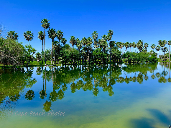 Tree Lined Pond_Mission Texas
