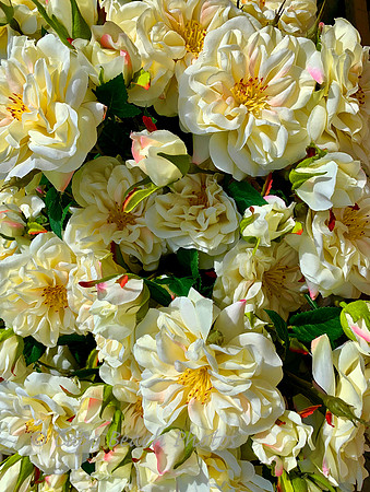 Magnolia Farms_Peonies