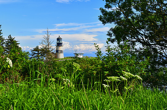 Cape Disappointment Light_Amongst the Weeds