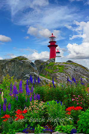 Ona Island_Flowers