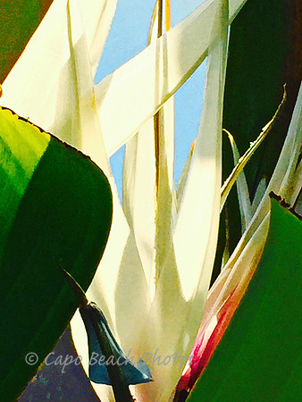 Paradise Bird Abstract