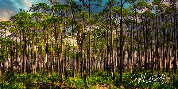Trees Of The Bayou_Florida