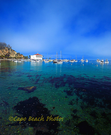 Avalon Bay Seaweed