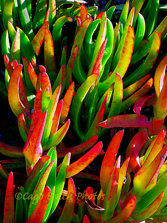 Red Green Fingers