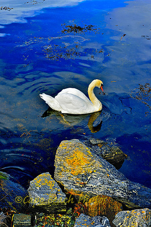 Bud Swan
